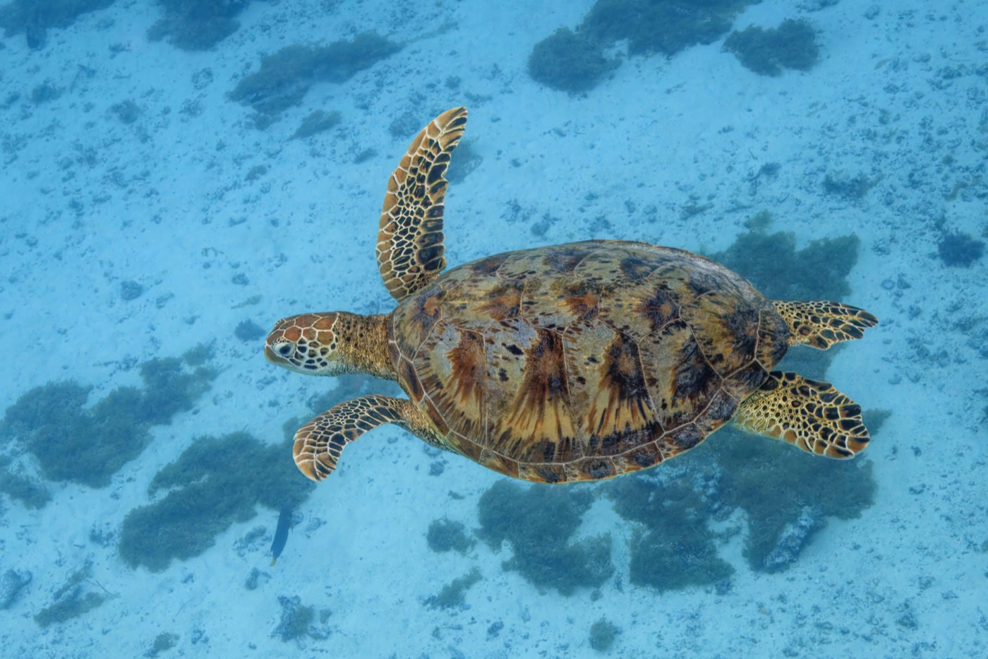 A green sea turtle gliding over a sandy sea floor in clear turquoise water