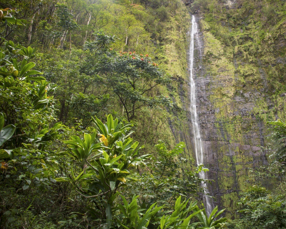 Waimoku Falls, a tall thin waterfall cascading down a cliff through lush green jungle at the end of the Pipiwai Trail on Maui