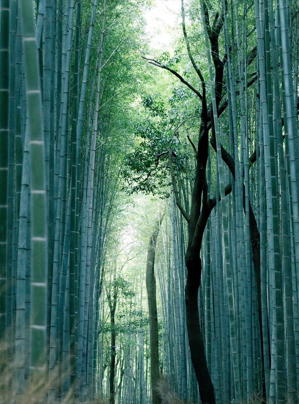 Towering green bamboo stalks arching over a path in the Arashiyama bamboo grove, Kyoto