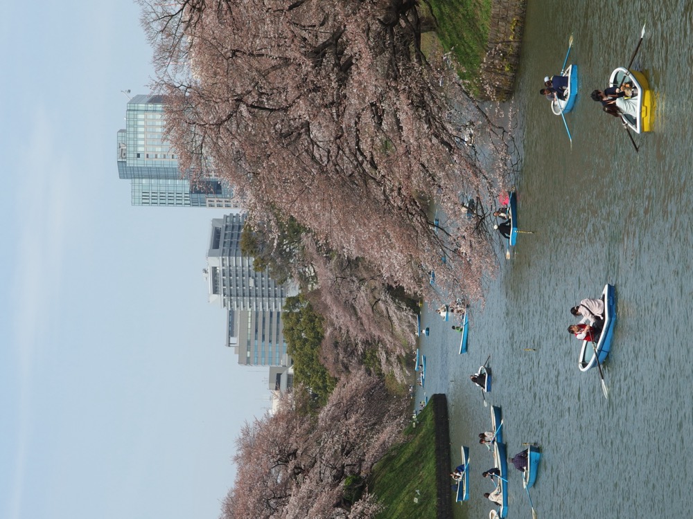 Cherry blossoms in bloom along the Chidorigafuchi moat in Tokyo, with rowboats on the water